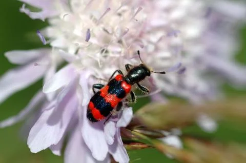 Checkered Beetles Trichodes apiarius Stock Photos