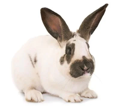 Checkered Giant rabbit Stock Photos