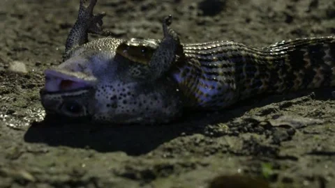 Checkered keelback snake Stock-Footage 344820558