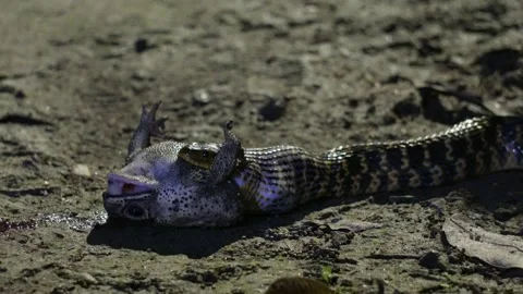 Checkered keelback snake Stock Footage 344820598