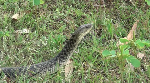Checkered Keelback Snake in nature Stock Footage 37875715