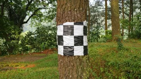 Checkered Pattern on Tree in Forest Stock Photos