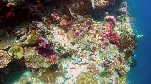 Checkered snapper, tang, and moorish idols on a coral reef. Stockbeeldmateriaal 304585274