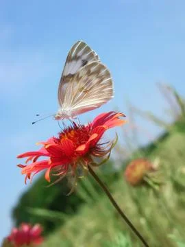 Checkered White butterfly Stock Photos