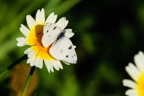 Checkered White Butterfly Stock Photos