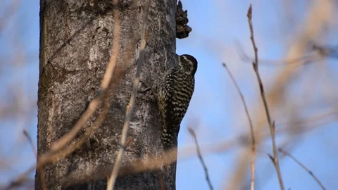 Checkered Woodpecker (Dryobates mixtus) on a tree Stock Footage 139840441