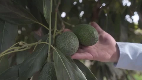 Checking avocados from a tree Stock Footage 266924269