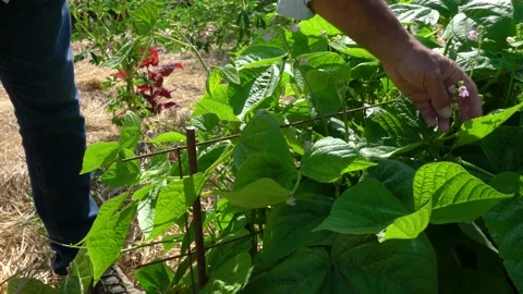 Checking the bean plants Video stock 157234070