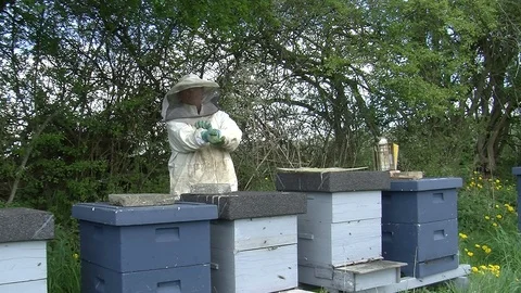 Checking bee hives Video stock 104032254