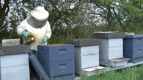 Checking bee hives Stock Footage 104032256