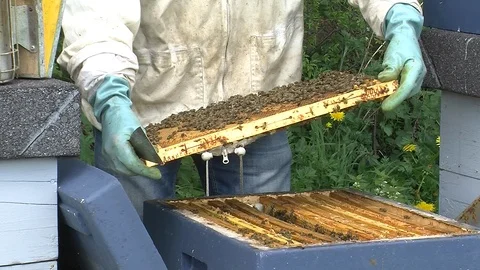 Checking bee hives Stock-Footage 104032374
