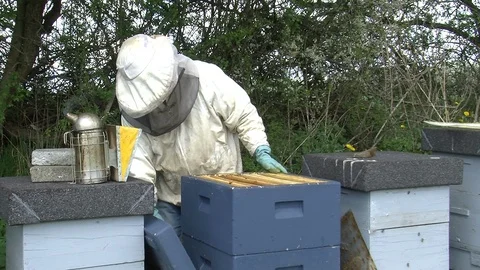 Checking bee hives Stock-Footage 104032399