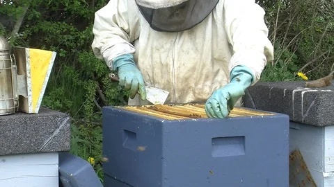 Checking bee hives Stock Footage 104032412