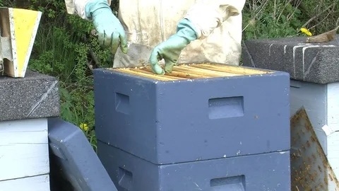 Checking bee hives Stock-Footage 104032413