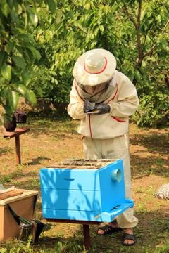 Checking Beehives 스톡 사진