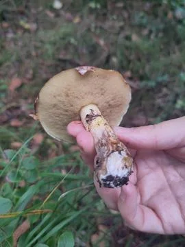 Checking Bolete Mushroom Under Cap Holding While Foraging in Forest Stock Photos