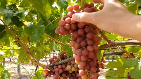 Checking a bunch of red grapes 스톡 동영상 146496112