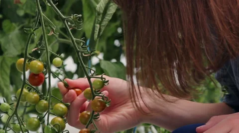 Checking cherry tomatoes in greenhouse - close up Stock Footage 56855712