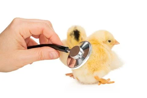 Checking chicks with a stethoscope Stock Photos
