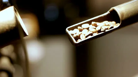 Checking coffee beans Stock Footage 26317032