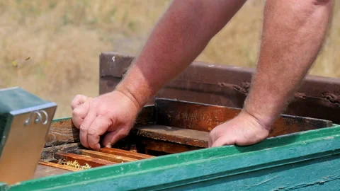 Checking the Condition of the Beehive Stock Footage 134943945