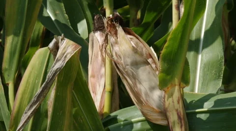 checking a corn cob agriculture | Stock Video | Pond5