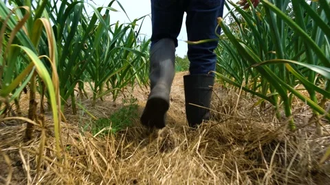 Checking the crop Stock Footage 156961326