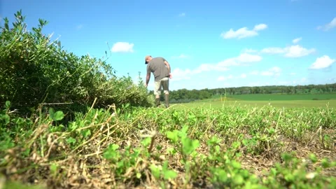 Checking the crop at harvest Stock Footage 156452413