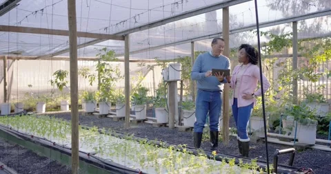 Checking data on tablet, African American woman and senior Asian man pointing at Stock Footage 338337858