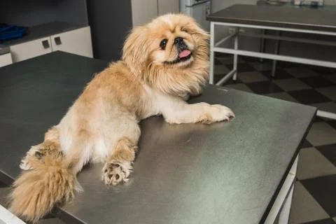 Checking up dog Stock Photos