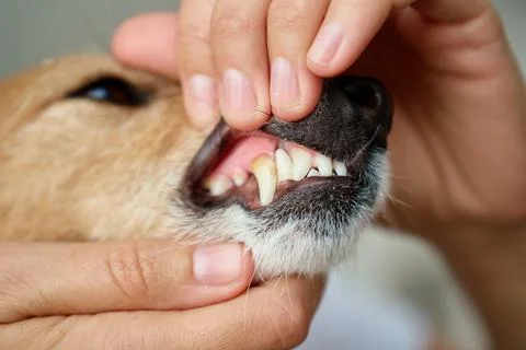 Checking dog teeth and gums at home Stock Photos