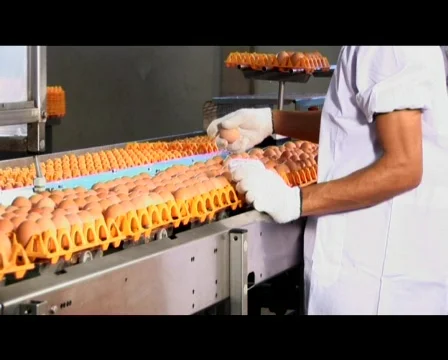 Checking Eggs On Conveyor Belt 스톡 동영상 509391