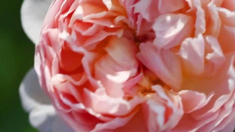 Checking an Evelyn rose Stock Footage 75424535