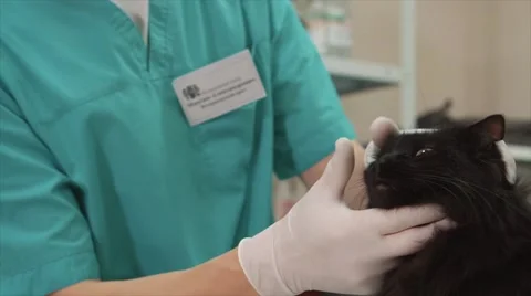 Checking eyes of cat in veterinary station Stock-Footage 66394280