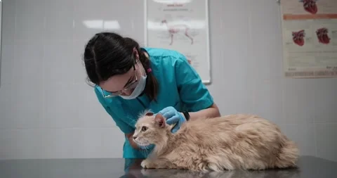 Checking eyes of cat in veterinary station Stock Footage 181974624
