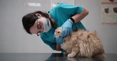 Checking eyes of cat in veterinary station Stock Footage 188702521