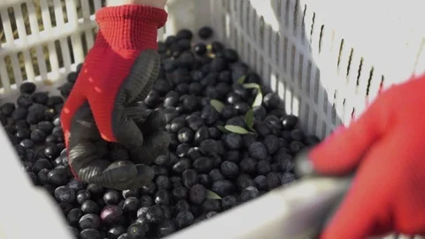 Checking the first olives and picking out the bad ones at the olive plantation, Stock Footage 104776408