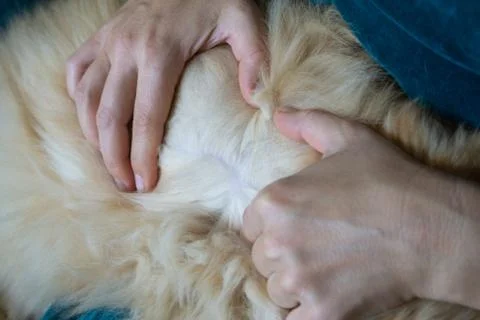 Checking for fleas in a pet cat. The owner of the animal spreads the fur on its Stock Photos