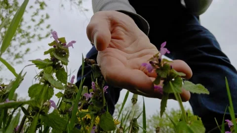 Checking up the flowers Stock Footage 154611135