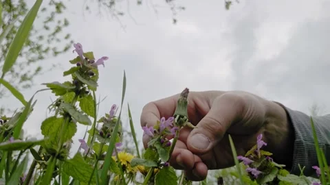 Checking up the flowers Stock Footage 154659400
