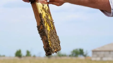 Checking the Frame Full of Honey on the Apiary Stock Footage 134942490