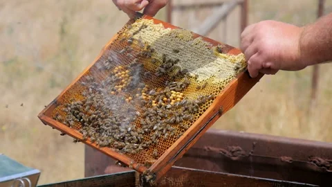 Checking the Frame for Honey Stock Footage 134942290