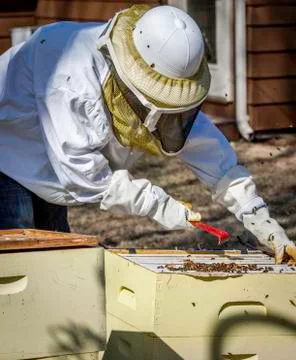 Checking the Frames Stock Photos