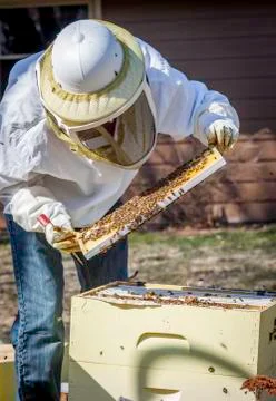 Checking the Frames Stock Photos