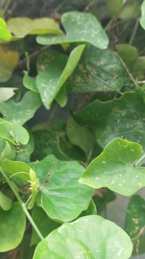 Checking Fruit and Flowers Video stock 297604111