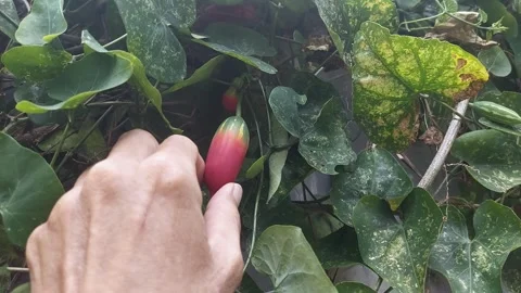 Checking Fruit Stock Footage 297603237