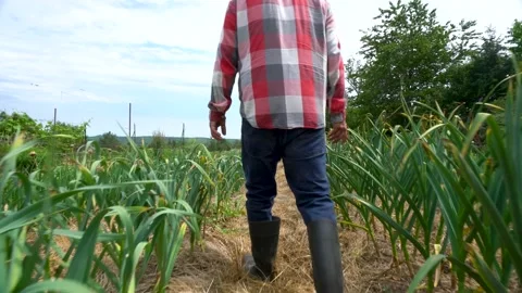 Checking the garlic and onions Stock Footage 156961250