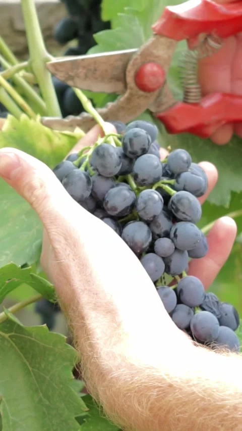 Checking grape cluster readiness in vineyard before cutting Stock Footage 346640597