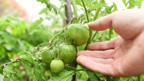 Checking green tomatoes Stock Footage 133180176