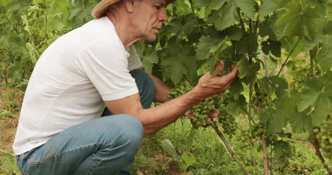 Checking growth of wine at wineyard by man in hat Stock Footage 155737503